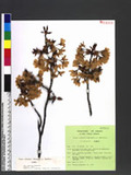 Prunus yedoensis Matsumura cv. Rubriflora