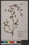 Polygonum nepalense Meisn. L