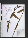 Aneilema scaberrimum (Blume) Kunth G˸