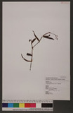 Polygonum praetermissum Hook. f. Ӹ¼