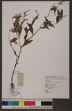 Polygonum longisetum De Bruyn Jd