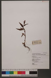 Polygonum glabrum Willd. d