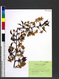 Prunus verecunda (Koidzumi) Koehne