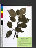 Prunus verecunda (Koidzumi) Koehne