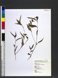 Commelina auriculata Blume ոn