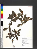 Rhaphiolepis indica Lindl. Lץ۴