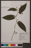 Polygonum chinense L. 