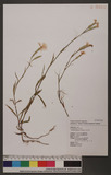 Dianthus pygmaeus ...