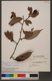 Ficus sarmentosa Buch.-Ham. ex J. E. Sm. var. henryi (Keng ex D . Oliver)Corner sï]