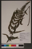 Pseudophegopteris subaurita (Tagawa) Ching n`