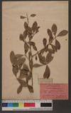 Cudrania cochinchinensis var. gerontogea Kudo et Masame.