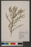 Lepidium virginicum L. W