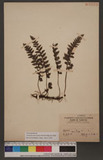 Vandenboschia naseana (H. Christ) Ching n~