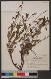 Persicaria viscosa (Hamilt.) H. Gross
