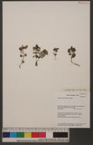 Pilea racemosa (Royle) Tuyama.