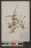 Clematis delavayi Franch. var. spinescens Balf.f.