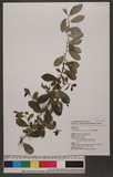 Cudrania cochinchinensis (Lour.) Kudo & Masam. var. gerontogea (S. & Z.) Kudo & Masam. OWC