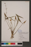 Sagittaria trifolia L. 野慈姑