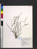 Fimbristylis autumnalis (L.) Romer & Schult. subsp. taiwanica (Ohwi) T. Koyama O_Ʃد