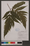 Tectaria griffithii (Bak.) C.Chr. JTe