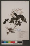 Pilea plataniflora C.H.Wrigh.