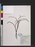Ophiopogon formosanum Ohwi 書帶草