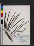 Ophiopogon jaburan (Siebold) Lodd. `u
