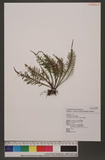 Ctenopteris curtisii (Bak.) Tagawa U
