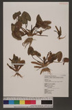 Sagittaria guayanensis Kunth subsp. lappula (D. Don) Bogin