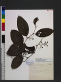 Smilax bracteata Presl var. bracteata n