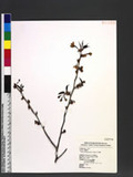 Prunus takasagomontana Sasaki s