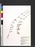 Murdannia spirata (L.) Bruckner. G˸
