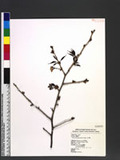 Prunus takasagomontana Sasaki s