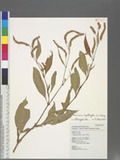 Persicaria lapathifolia (L.) S. F. Gray