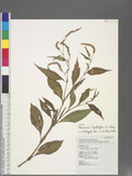 Persicaria lapathifolia (L.) Gray