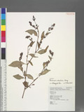 Persicaria maculosa Gray