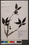 Oreocnide pedunculata(Shirai) Masamune 𵵳