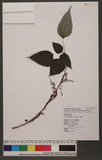 Boehmeria mivea (L.) Gaudich R