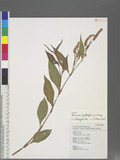 Persicaria lapathifolia (L.) Gray