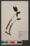Villebrunea pedunculata Shirai 𵵳