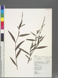 Persicaria japonica (Meisn.) H. Gross ex Nakai