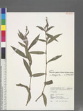 Persicaria japonica (Meisn.) H. Gross ex Nakai