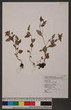 Polygonum nepalense Meisn. L