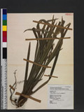 Liriope platyphylla Wang & Tang ︭V