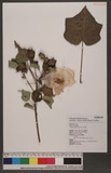 Hibiscus taiwanensis S. Y. Hu sܻT