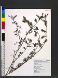 Astragalus sinicus...