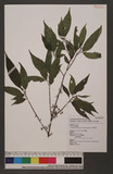 Oreocnid pedunculata (Shirai) Masamune 𵵳