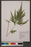 Selaginella mollendorffii Hieron. f