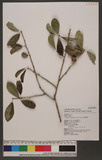 Maclura cochinchinenses (Lour.) Comer OWC