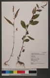 Polygonum barbatum L. d